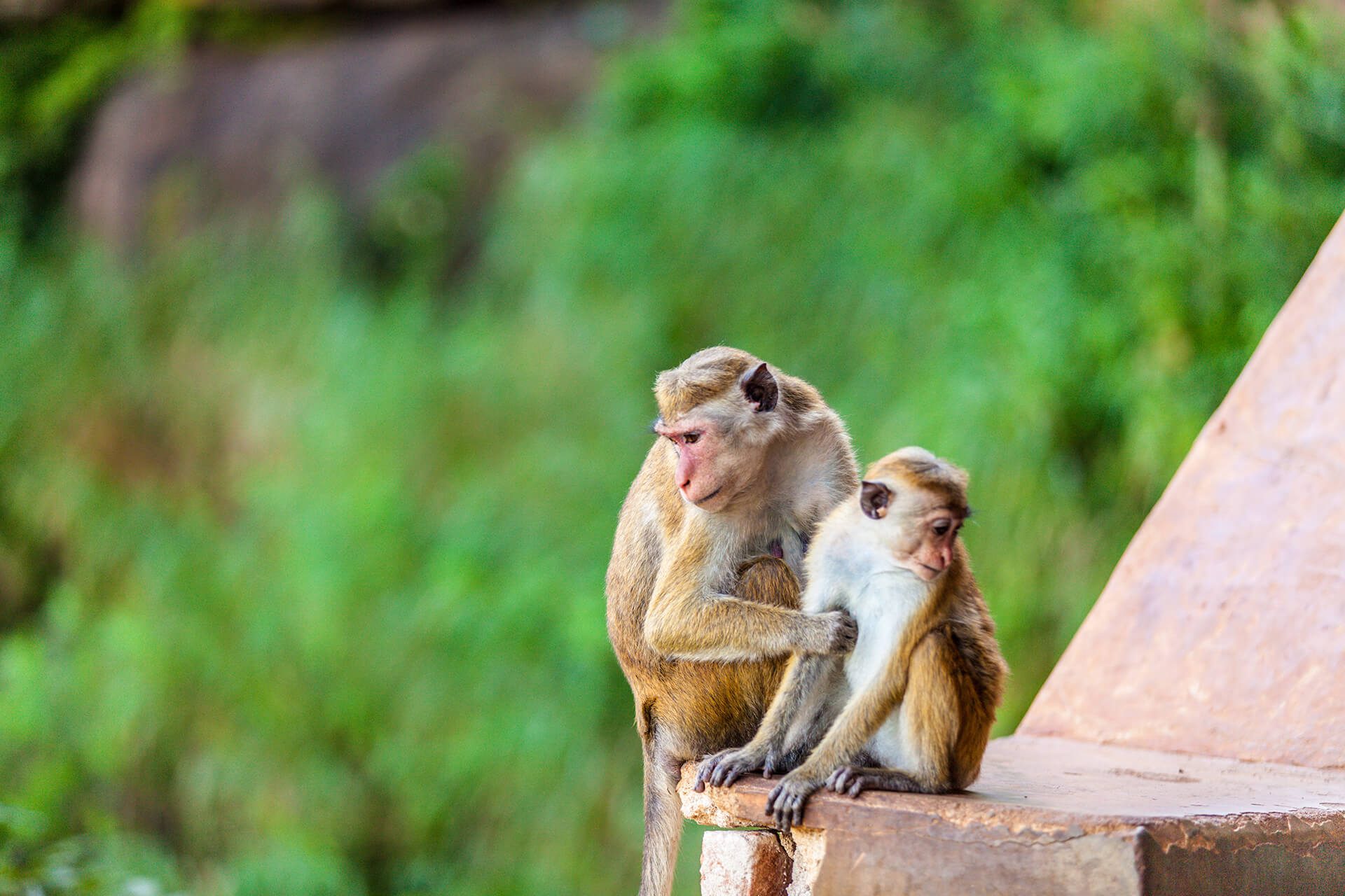 sri-lanka-monkey-sitting-on-ruins-2023-11-27-05-13-23-utc