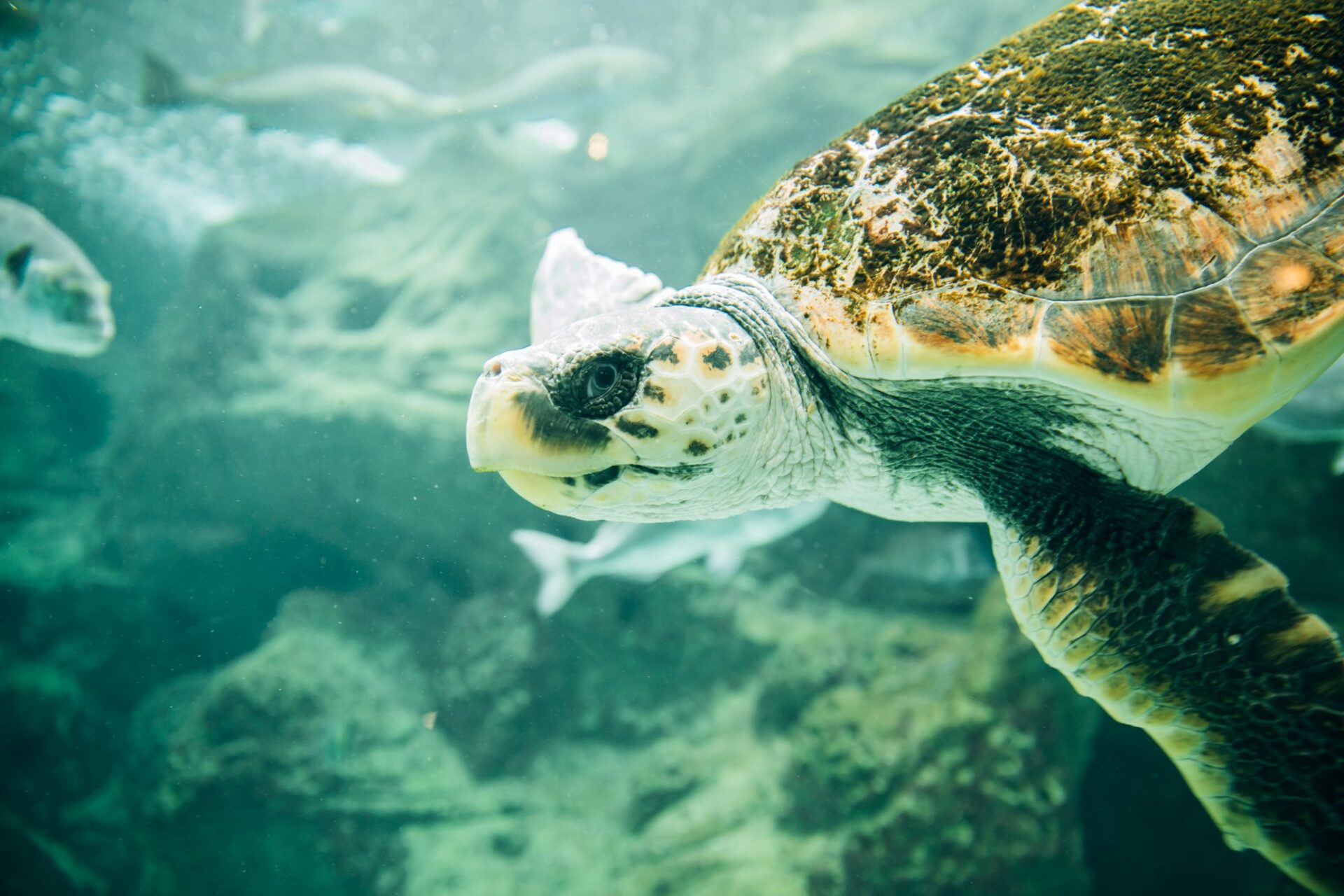 A friendly and curious sea turtle swimming at oceanarium