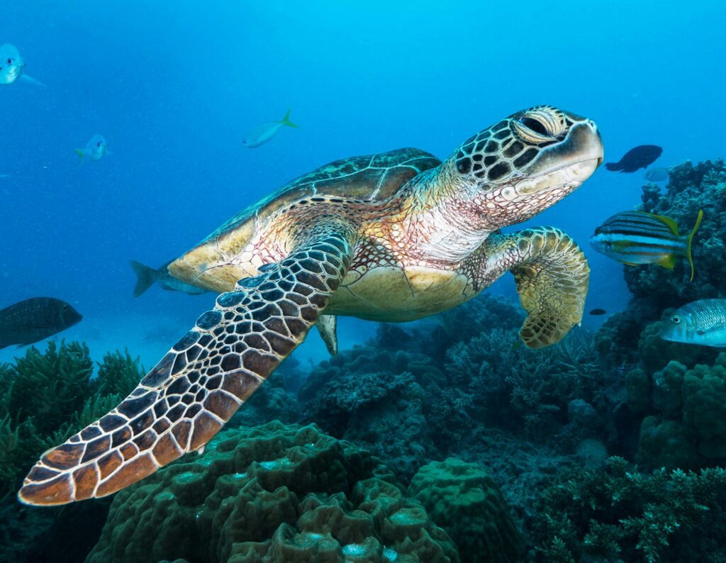 A Sea turtle swims underwater