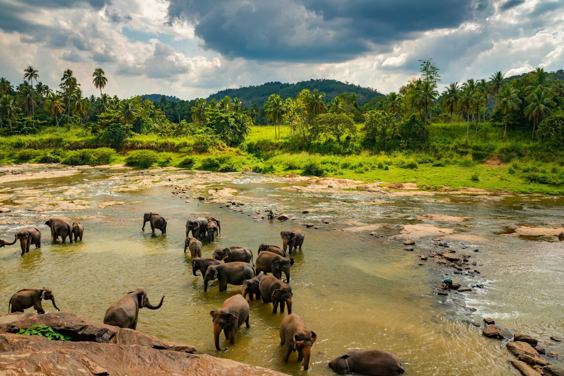 Elephants bathing in the river. Pinnawala Elephant Orphanage. Sri Lanka