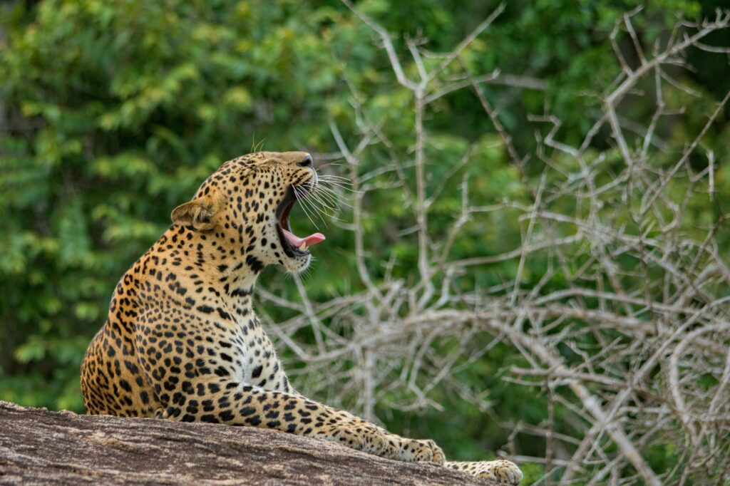 Leopard in Yala national park yawning on a rock