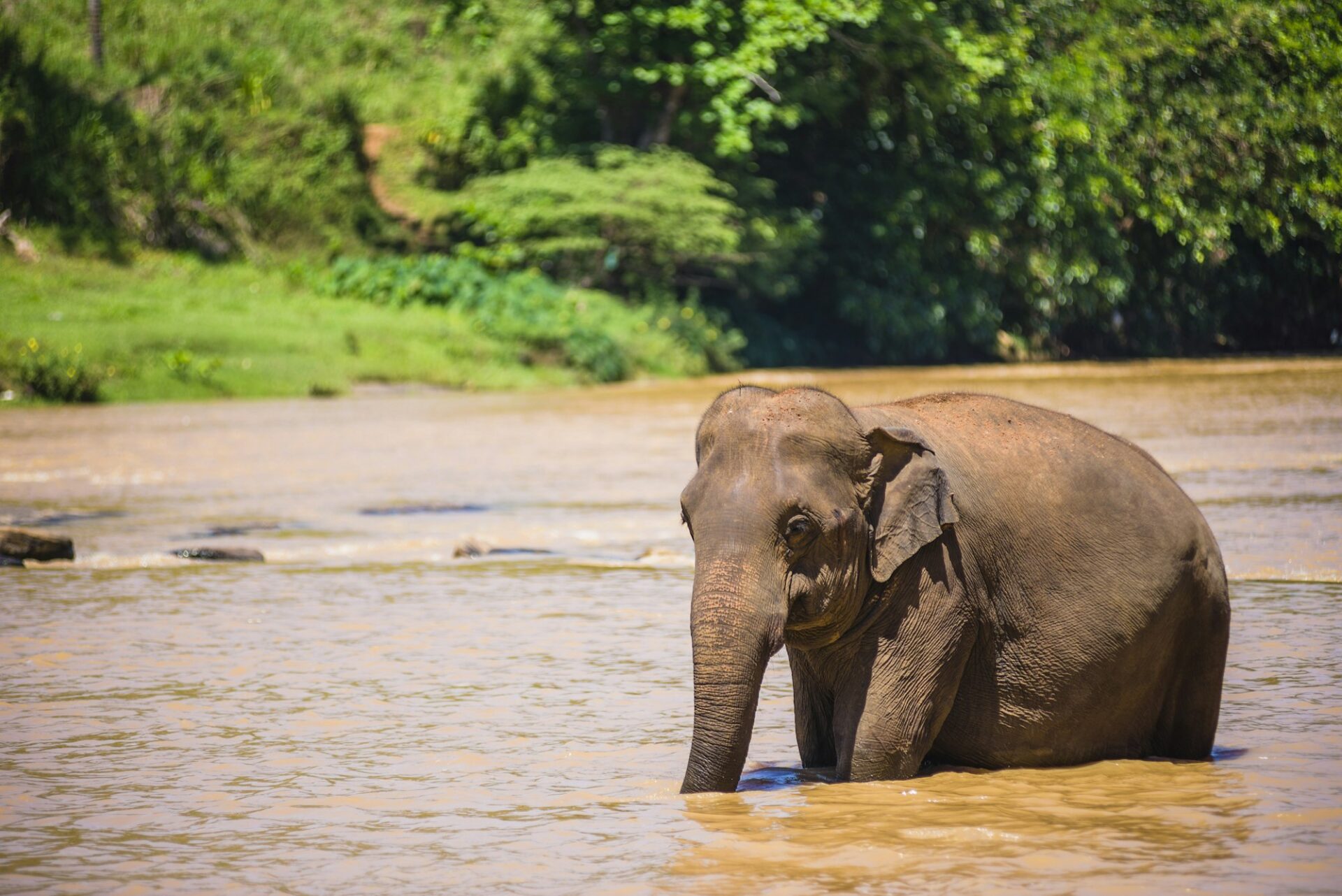 Pinnawala Elephant Orphanage, elephant in the Maha Oya River, Sri Lanka, Asia