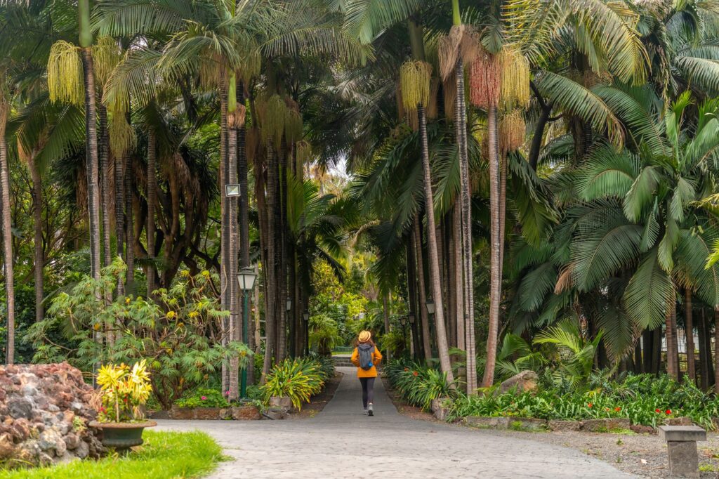 A person is walking through a forest with palm trees