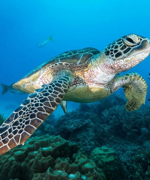 A Sea turtle swims underwater