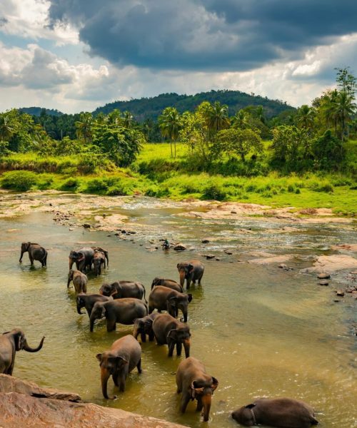 Elephants bathing in the river. Pinnawala Elephant Orphanage. Sri Lanka