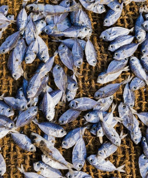 Fish drying in the sun at Negombo fish market (Lellama fish market), Negombo, West Coast of Sri Lank